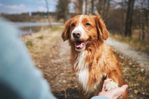 Дружба Между Человеком Собакой Симпатичная Новая Шотландия Дак Толлинг Ретривер — стоковое фото