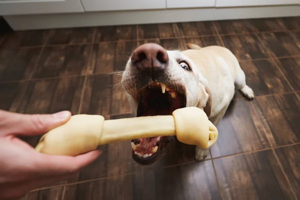 Anjing Bahagia Mengambil Tulang Kunyah Dari Pemilik Hewan Peliharaan Pemandangan — Stok Foto