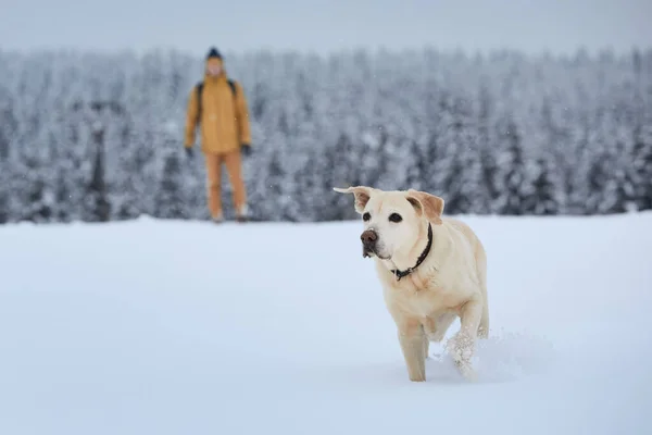 Uomo Con Cane Durante Giorno Inverno Buon Labrador Retriever Che — Foto Stock