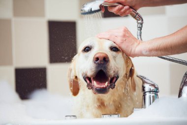 Köpek ev banyosunda banyo yapıyor. Evde mutlu Labrador Retriever yağmuru.