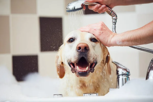 犬が内湯に入る 家で幸せなラブラドールの取得のショーイング — ストック写真