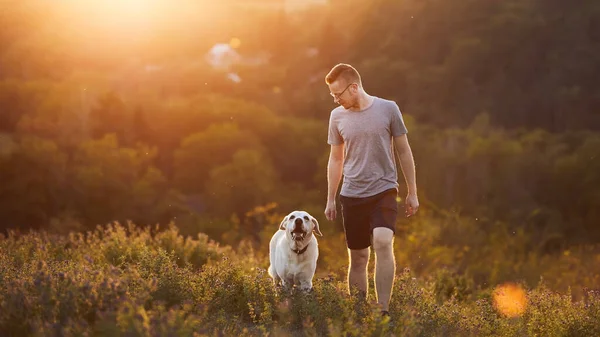 日没時に牧草地に犬と男 ペットの所有者は幸せなラブラドールの検索と一緒に歩いている — ストック写真