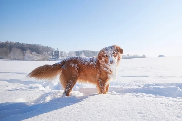 Kışın Derin Karda Yürüyen Mutlu Bir Köpek Karlı Arazide Nova — Stok fotoğraf