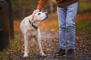 Adam yürürken eski köpeğini okşuyor. Evcil hayvan sahibi sadık labrador av köpeğiyle yaya yolunda.