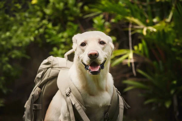 ハッピー犬の旅行のバックパックを着て 自然の中で旅を楽しむ面白いラブラドールの検索 — ストック写真
