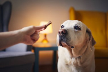 Man with his obedient dog at home. Hand of pet owner giving labrador retriever biscuit.