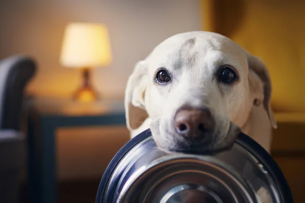 Hungry dog with sad eyes is waiting for feeding. Cute labrador retriever is holding dog bowl in mouth at cozy home.