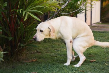 Labrador Retriever otların üzerine sıçarken. Halk parkında köpek dışkısı.