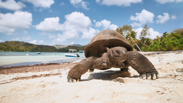 Гигантская черепаха Альдабра на песчаном пляже в солнечный день. Крупный план черепахи на Сейшельских островах