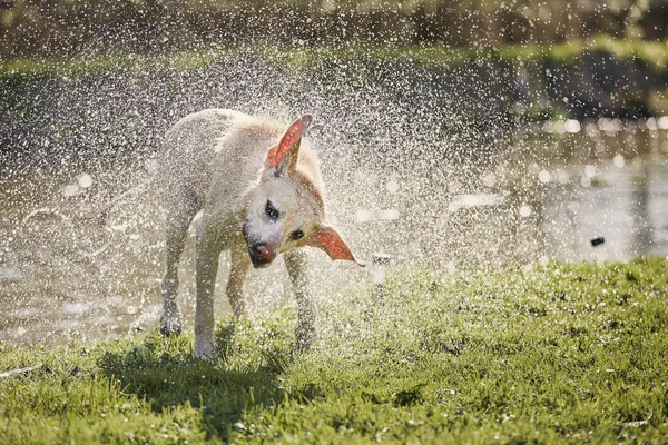 Dog shaking off water. Wet labrador retriever on riverside after swimming.