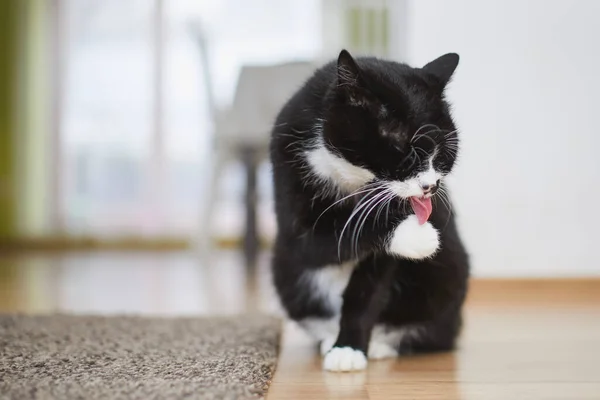 ペットとの家庭生活 かわいい黒猫ありますなめる足上の床にホーム — ストック写真