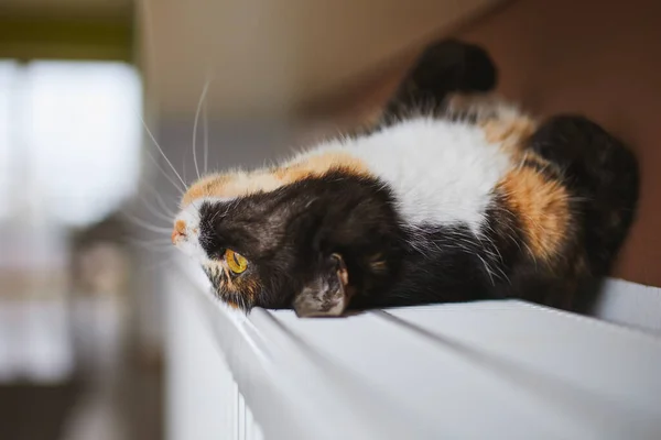 和宠物一起过家庭生活好玩的胖胖的猫躺在家里的暖气上 — 图库照片