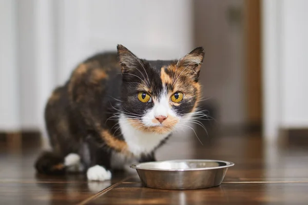 Niedliche Braune Katze Frisst Hause Aus Einer Metallschale Häusliches Leben — Stockfoto