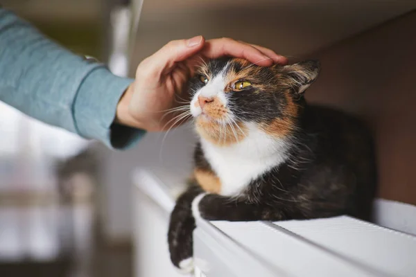 Hand Pet Owner Stroking Cute Tabby Cat Lying Heater Hom — Stock Photo, Image