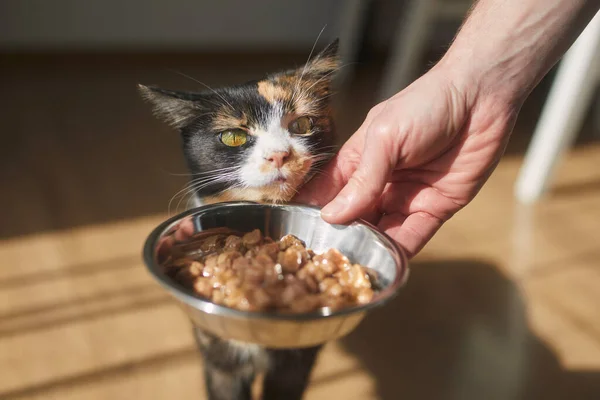 Hausleben Mit Haustier Mann Füttert Seine Hungrige Katze Hause — Stockfoto