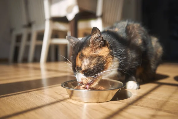Söt Brun Katt Äter Från Metall Skål Hemma Hushållsliv Med — Stockfoto