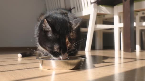 Słodki Brązowy Kot Jedzący Metalowej Miski Domu Domowe Życie Zwierzętami — Wideo stockowe