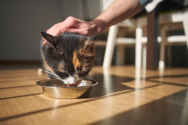 Tierbesitzer Füttern Ihre Hungrige Katze Hause Häusliches Leben Mit Haustier — Stockfoto