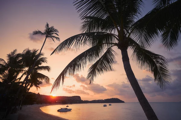 Silhouette Palmen Langen Sandstrand Bei Schönem Sonnenuntergang Auf Koh Samui — Stockfoto