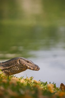 Lumphini Park 'ta çimlerde sürüngen gözlemi. Bangkok, Tayland