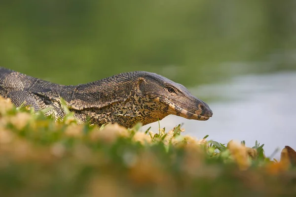 Water Monitor Lizard Grass Lumphini Park Bangkok Thailand — Stock Photo, Image