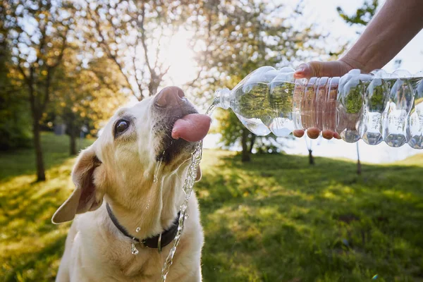 Cão Bebendo Água Garrafa Plástico Pet Proprietário Cuida Seu Labrador — Fotografia de Stock