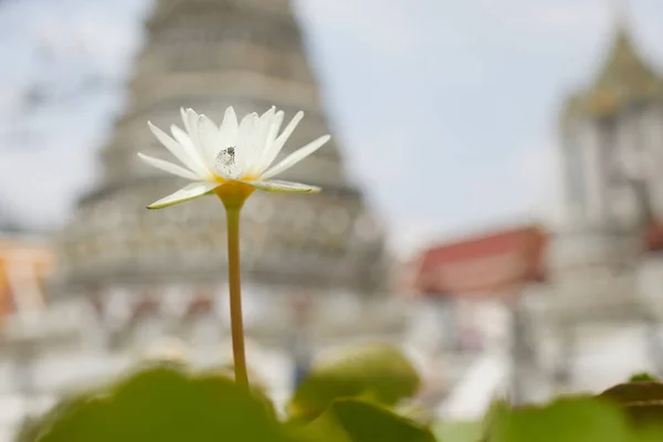 Lotus Nénuphar Gros Plan Fleur Blanche Contre Vieux Temple Bangkok — Photo