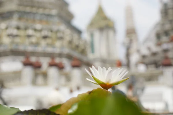 Lotus Water Lily Close White Flower Old Temple Bangkok — Stock Photo, Image