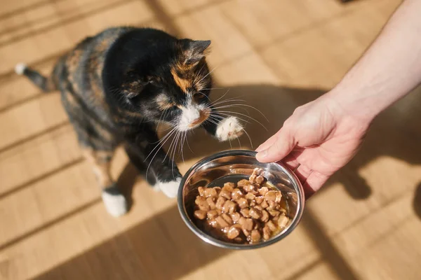 ペットとの家庭生活 窓からの影と朝の光の中で空腹の猫に餌を与える男 — ストック写真