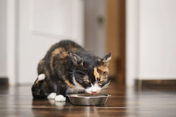 台所の金属製のボウルから食べる間 茶色の空腹の猫は自分自身を舐めています ペットとの家庭生活 — ストック写真