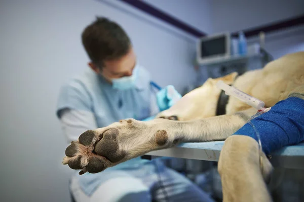 Lekarz Weterynarii Podczas Operacji Psa Selektywny Nacisk Łapę Labradora Retrievera — Zdjęcie stockowe