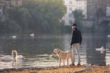 Şehirde sabah yürüyüşü sırasında tasmalı bir adamın dikiz aynasından. Hayvan sahibi ve labrador köpeği Prag şehir merkezindeki Vltava Nehri 'nin kıyısında.