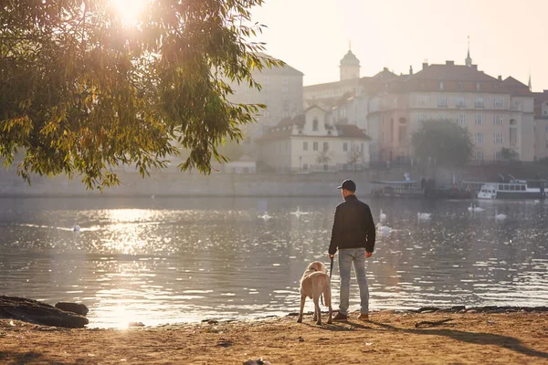早上在城市散步时 人们牵着狗的后视镜 布拉格市中心Vltava河河岸的宠物主人和他的拉布拉多猎犬 — 图库照片