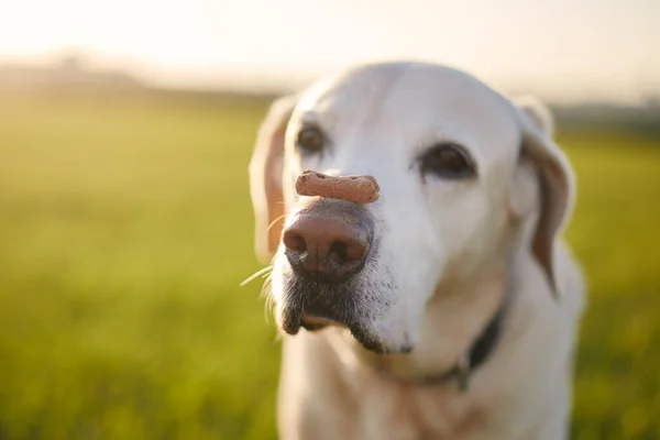ビスケットと面白い犬のクローズアップビュー ラブラドールの取得バランスの取れた御馳走上の彼の鼻の上の牧草地で日没 — ストック写真