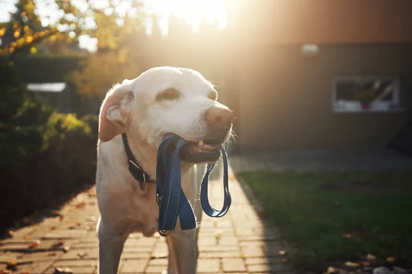 Cão Bonito Esperando Para Caminhar Luz Manhã Velho Labrador Retriever — Fotografia de Stock