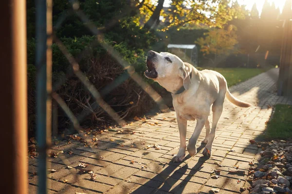 Skäller Hund Bakom Staketet Bullriga Labrador Retriever Vakthall — Stockfoto