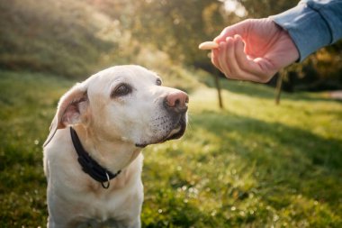 Meadow 'da itaatkar köpeği olan bir adam. Şirin Labrador Retriever evcil hayvan sahibinin eline bakıp ödül olarak ona kurabiye veriyor.