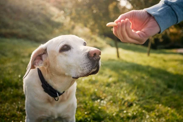Man His Obedient Dog Meadow Cute Labrador Retriever Looking His — Stock Photo, Image