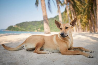 Cennet gibi kumsalda palmiye ağaçlarının altında yatan sevimli köpek. Evcil hayvanlarla tatil ve yaz maceraları
