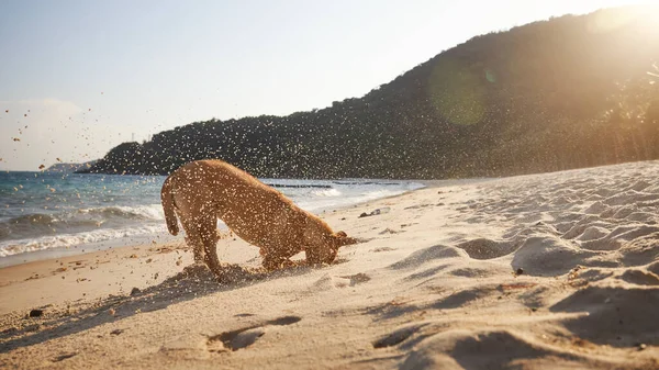 Любопытная Собака Головой Песке Копает Глубокую Яму Прекрасном Пляже Закате — стоковое фото