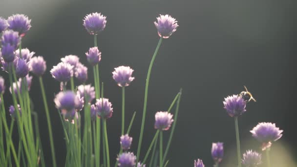 Honey Bee Pollinating Chive Flower Selective Focus Plants Warm Light — Stock Video
