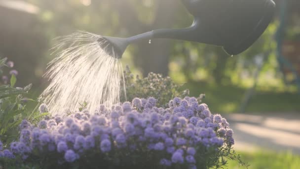 Садівник Поливає Квітучі Трави Задньому Дворі Вибірковий Фокус Рослинах Чебрецю — стокове відео