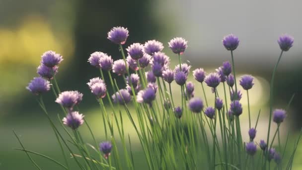 Kwiaty Szczypiorku Poruszone Wiatrem Selektywne Skupienie Się Roślinach Przy Ciepłym — Wideo stockowe