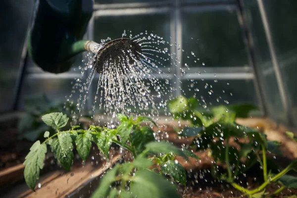 温室内の苗に水をやる 散水に焦点を当てることができる — ストック写真