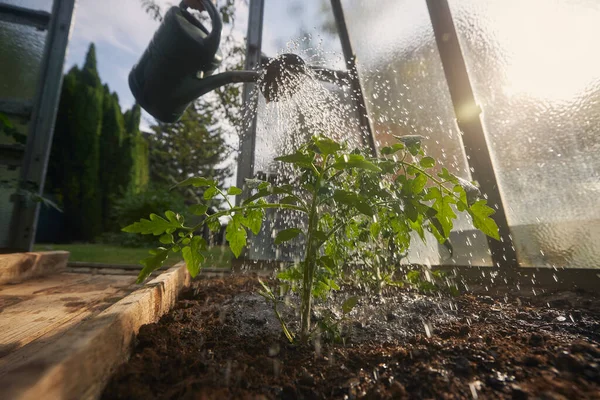 温室内の苗に水をやる 春の日の暖かい光の中でトマトの植物に焦点を当てる — ストック写真