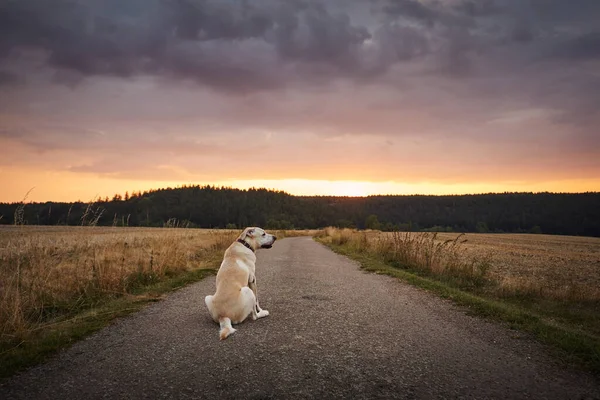 忠诚的狗在日落时等待着 迷路的拉布拉多猎犬 坐在田野间的乡间路上 — 图库照片