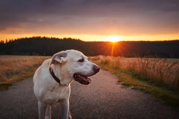 美しい夕日で幸せな犬の肖像画 失われたラブラドールの検索フィールド間の国の道路を歩く — ストック写真