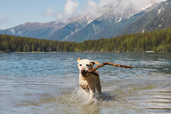 Gelukkige Hond Met Stok Mond Loopt Door Het Water Het — Stockfoto