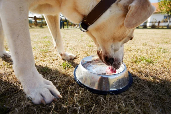Thirsty dog during hot summer day. Selective focus on tongue of labrador retriever while drinking water from metal bowl