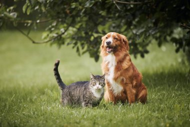 Kedi ve köpek çayırda birlikte oturuyorlar. Tekir evcil kedi ve Nova Scotia Duck Tolling Retriever arasındaki ferahlık.